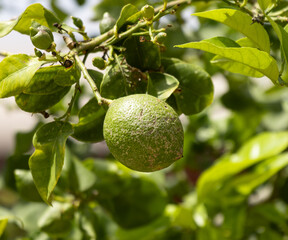 green lime on a branch with leaves.