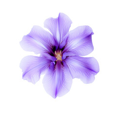 Vibrant Purple Iris Flower Isolated on White