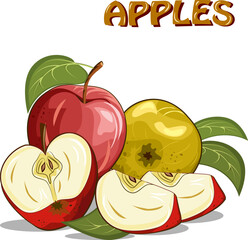 Apples in vector illustration.Colored vector illustration with whole and cut apples on a transparent background.
