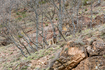 Fototapeta na wymiar Attentive and vigilant mastiff breed dog in mountain forest.