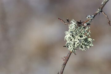 Lichen mushroom plant growing on a branch.