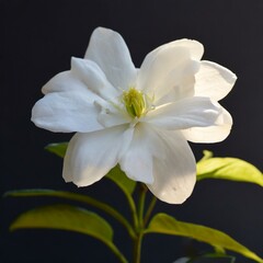 Obraz na płótnie Canvas Serene Blossoms: Close-Up of Delicate White Flowers
