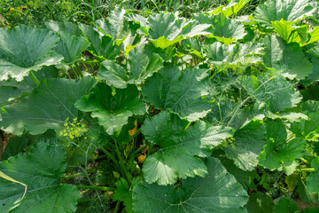Pumpkin leaves growing in the garden. Green pumpkin leaves and flowers growing in the garden. 