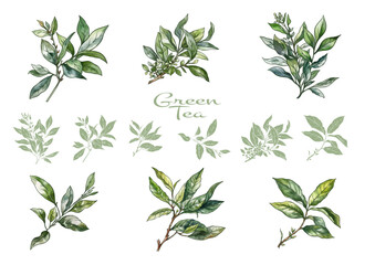 Branch with leaves of green tea. Clip art, set of elements for design Vector illustration. In botanical style - 773740582