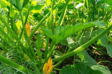 Pumpkin leaves growing in the garden. Green pumpkin leaves and flowers growing in the garden. 