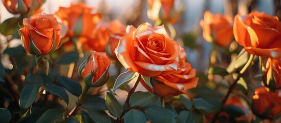Vivid orange roses bloom abundantly in a lush garden filled with green foliage and delicate petals, creating a beautiful natural setting