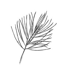 Hand drawn line art detailed pine branch illustration. Simple outline botanical drawing. Conifer forest illustration. Black and white drawing for branding, prints and stationery.