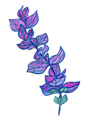 Watercolor leaves of garden salvia officinalis isolated