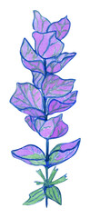 Watercolor branch of garden sage isolated