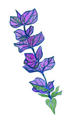 Hand drawn watercolor purple salvia officinalis