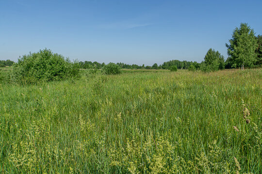 Wild meadow and blue sky. Summer wild meadow with grass and flowers and blue sky, wild nature photo.