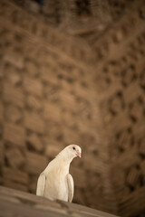 The dove at Ismail Samani Mausoleum or Samanid Mausoleum