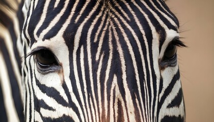 Fototapeta na wymiar A Close Up Of A Zebras Striking Facial Markings