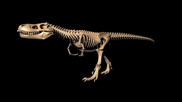 realistic animations of  skeleton dinosaur render