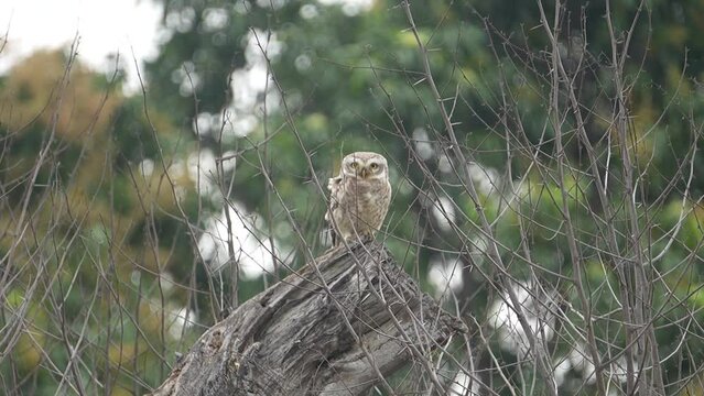 Pearl spotted owlet perch on the tree slow motion 120fps 