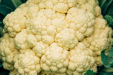 Close up shot of cauliflower