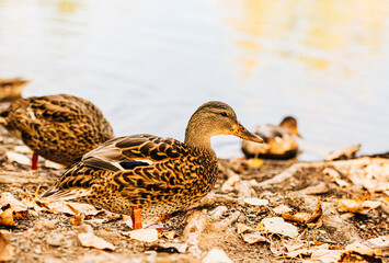 Close up shot of ducks near water edge at duck pond