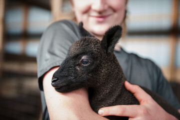 Happy teenage boy holding a black lamb. - obrazy, fototapety, plakaty
