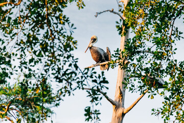 Pelican bird perched in tree at dusk in City Park, New Orleans - obrazy, fototapety, plakaty