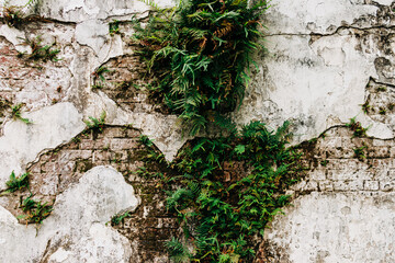 Weathered cemetery wall with foliage in New Orleans
