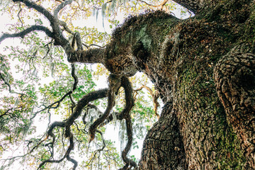 Old giant oak tree and branches reaching for the sky