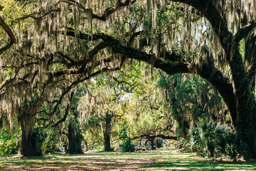 Giant oak trees with Spanish moss in City Park, New Orleans - obrazy, fototapety, plakaty