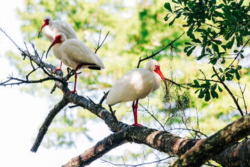 White ibis birds perching on tree branch in City Park, New Orleans