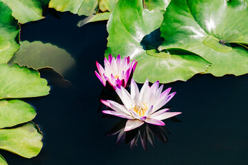 Pink and white lotus flower water lilies in City Park, New Orleans