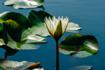 White lotus flower water lily with pads in City Park, New Orlean