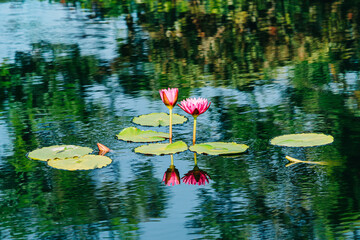 Pink lotus flower water lilies with water reflection