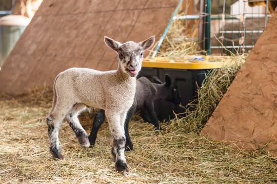 Adorable baby lamb playing in barn.