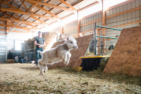 White lamb frolicking in a barn.