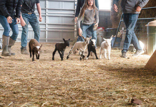Five cute lambs running in barn.