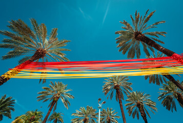 palm tree on a sky panorama summer miami beach