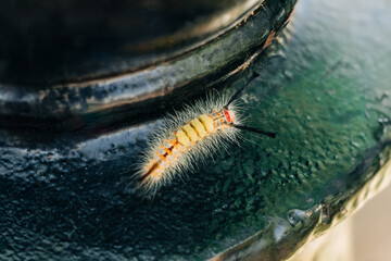 Tussock moth caterpillar, New Orleans