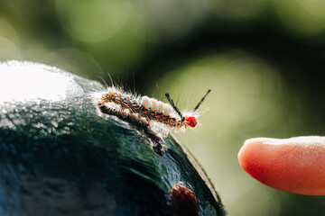 Tussock moth caterpillar interacting with finger tip, New Orleans - obrazy, fototapety, plakaty