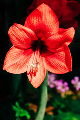 Amaryllis red flower with black background, New Orleans