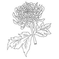 colorful flower with chrysanthemum for printing on background. Chrysanthemum flower vector for tattoo design.Japanese floral illustration for doodle art on white isolated background.