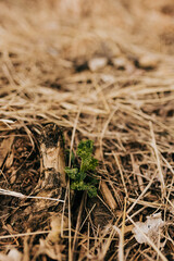 Kale leaf sprouts from last years plant in mulch covered garden