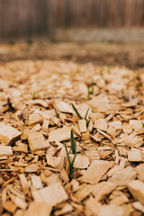 Garlic scapes sprout from the ground during early spring
