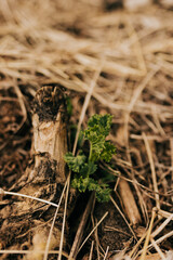 Kale leaf sprouts from last years plant in mulch covered garden