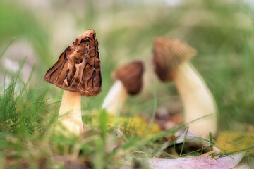 Mitrophora semilibera, set of three morel-shaped mushrooms on the grass of a poplar tree in Palencia with selective focus