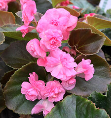 Pink Floral/Begonia flower in Greenhouse