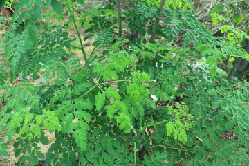 Amazing bright greenish leaves of Moringa tree.
