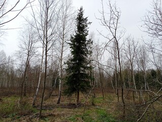 A lonely big Christmas tree grows in the middle of a birch forest. A beautiful symmetrical Christmas tree in the middle of the forest in spring. Christmas tree surrounded by young birches.