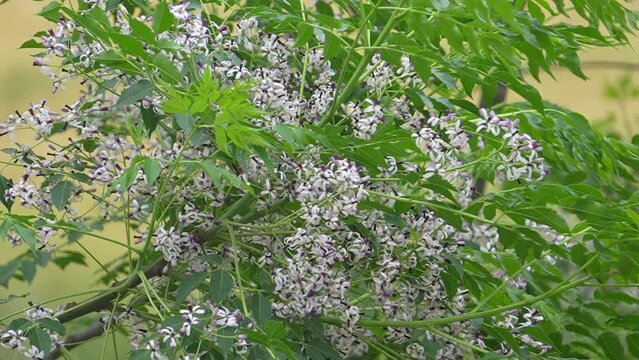 Melia azedarach, commonly known as the chinaberry tree, pride of India, bead-tree, Cape lilac, syringa berrytree, Persian lilac, Indian lilac, or white cedar, 4k footage