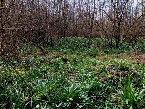 A spacious forest glade is covered with many first forest flowers and snowdrops among young trees and thick bushes. places with a large concentration of wild flowers.