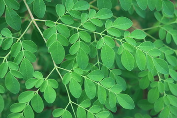 Fototapeta na wymiar Close up image of Moringa leaves. plants, macro photography, texture, Herb's