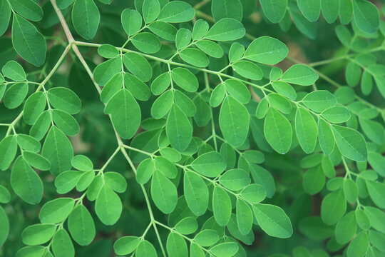 Close up image of Moringa leaves. plants, macro photography, texture, Herb's