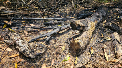 Campfire remnants, Remains of charcoal and ash after burning wood. Burnt wood in bonfire. Fire and ashes. Outdoor Bonfire Area, Camping Bonfire. Remnants of a campfire